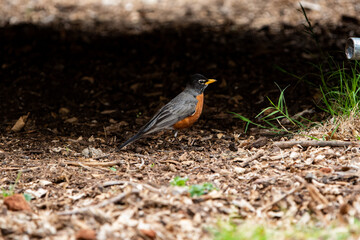 American Robin Foraging for Grubs and Worms