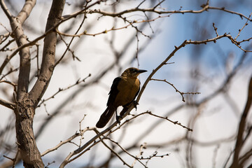Female Common Grackle Perched in Tree