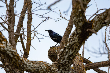 Male Common Grackle Perched in a Tree