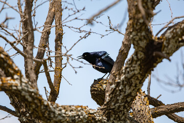 Male Common Grackle Perched in a Tree