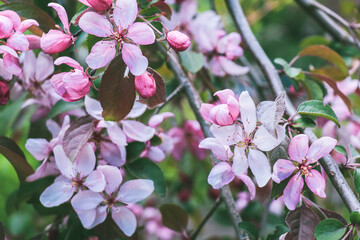 Natural background with lush Crab apple pink flowers on the branches