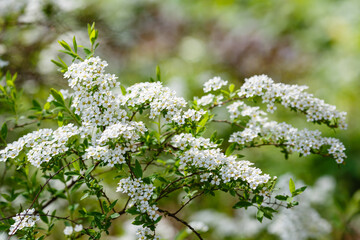 Flowering white Garland Spirea (Spiraea x arguta)