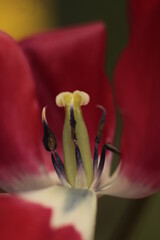 wnętrze  tulipana  widziane  w  wielkim  przybliżeniu   - 437592646