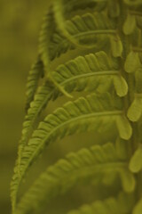 liście  paproci  w  ogrodzie  widziane  z  bliska  na  zielonym  tle - 437592857