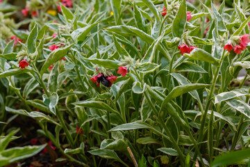 Pulmonaria rubra sort 'David Ward'. Unique red flowers lungwort in spring garden. Bumblebee on the flowers of the Pulmonaria rubra