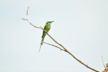 Green bee eater from Kerala, India