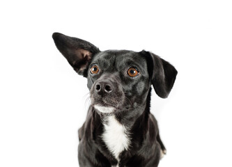small black dog looking isolated white background