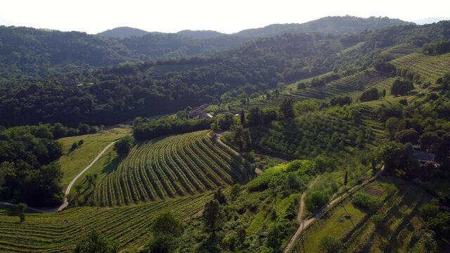 vineyard in the mountains - village of Montevecchia and Curone Valley regional park, Brianza, Lombardy, Italy