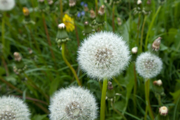 Blooming fluffy dandelion with selected focus in the green field