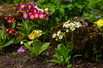 Primrose (primula vulgaris) flowers in flower bed