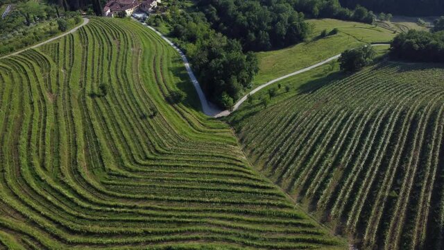 rows of vines in vineyard- village of Montevecchia and Curone Valley regional park, Brianza, Lombardy, Italy