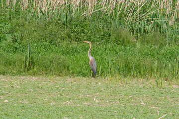 an oriental purple heron is lookinge for food on a field