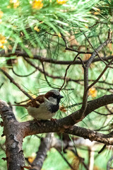 one small female sparrow resting on the branched filled with pine needle in the park