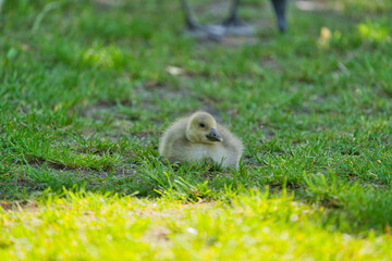 A young Canada Goose Gosling foraging in the grass.