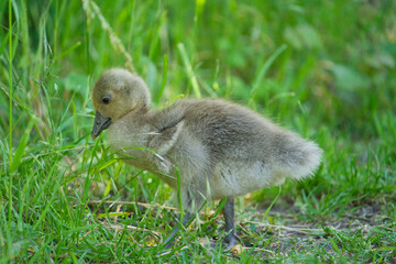 Naklejka na ściany i meble A young Canada Goose Gosling foraging in the grass.