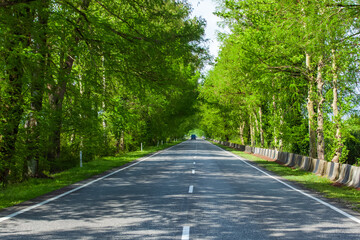Asphalt road through green swamp trees, Georgia