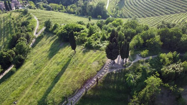 vineyard in the morning- village of Montevecchia and Curone Valley regional park, Brianza, Lombardy, Italy
