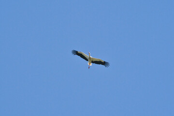 a Stork Flying in the blue Sky with Wings Spread