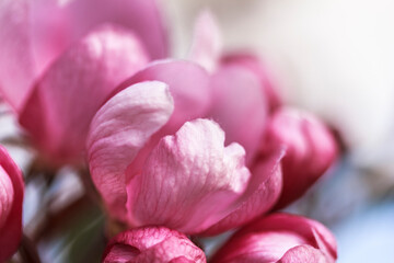 Macro of pink flowers, blossom on white and blue background. Tenderness concept. Copy space