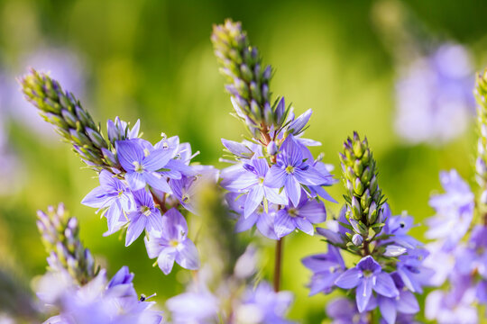 Close up of blue Veronica officinalis on sunny green background. Blue flowers in the sunshine