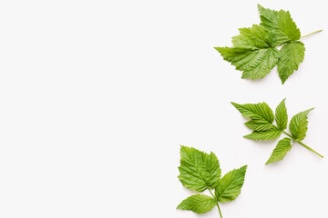 green raspberry leaves on a white background, raspberry leaves, green leaves 