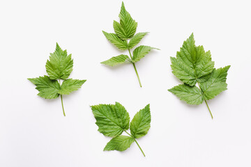 green raspberry leaves on a white background, raspberry leaves, green leaves 