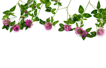 Clover flowers isolated on white, high border of flowers and leaves and text space below, copy space