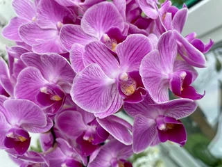 Abwaschbare Fototapete purple orchid flower © Tobias