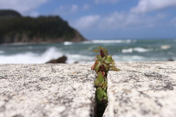 Vida entre piedras