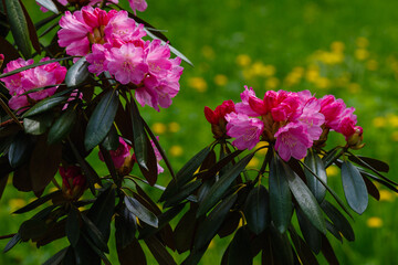 Beautiful rhododendron flower in garden