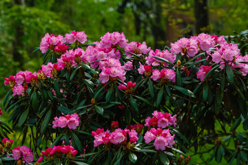 Beautiful rhododendron flower in garden