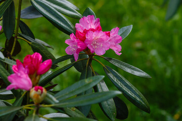 Beautiful rhododendron flower in garden