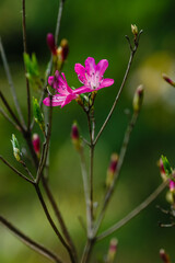 Beautiful rhododendron flower in garden