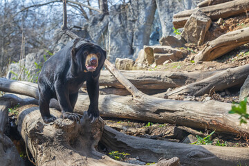 Malayan bear - Helarctos malayanus - the smallest species of bear. It is black and on a rock.
