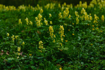 Сorydalis Lutea, Delicate yellow tubular flowers with lacy foliage