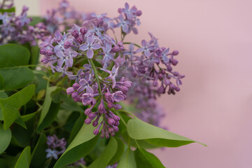 Beautiful branch of lilac on a pink background. There is a place for text