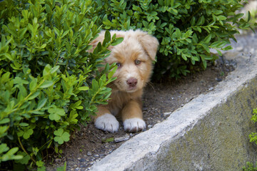 muzzle of puppy dog peeking out from behind bushes