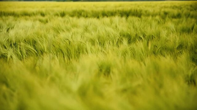 Getreidefeld wiegt sich im Wind