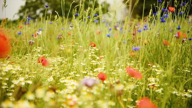 Sch&ouml;ne Wildblumenwiese im Sommer