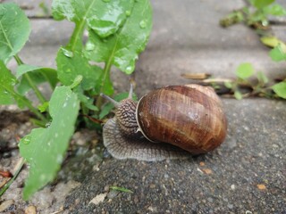 snail on a leaf