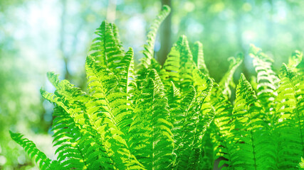 Bright green fern leaves with selective focus against green forest © eshma