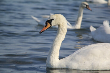 A close up of a swan swimming on a lack