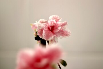 Pink azalea flower blossom beautifully
