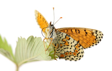 Melitaea phoebe, Knapweed fritillary on leaf of wild strawberry isolated on white background