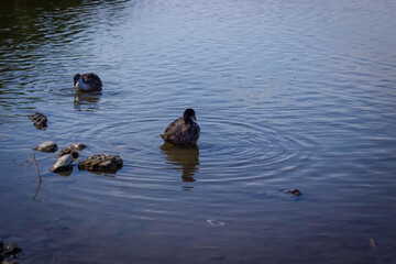 Wild ducks swim in the park's pond and walk along its shore.