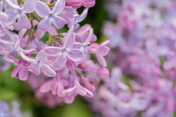 Lilac flowers close up. Natural background, there is a place for text