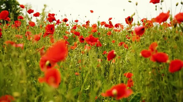 Sch&ouml;nes Mohnblumenfeld im Fr&uuml;hling