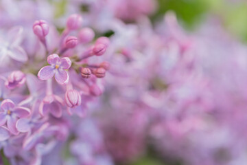 Lilac flowers close up. Natural background, there is a place for text