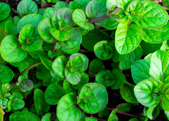 Background mint grown in the garden close-up, full frame, gardening, farming.