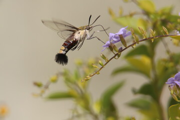 cephonoes hylsas on a flower